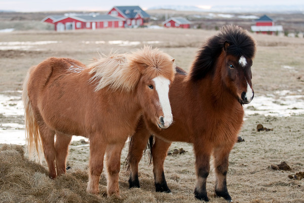 two fuzzy icelandic horses side by side in Iceland