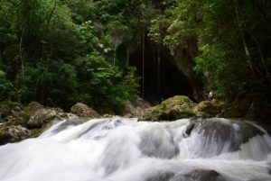rushing rapids through a rainforest