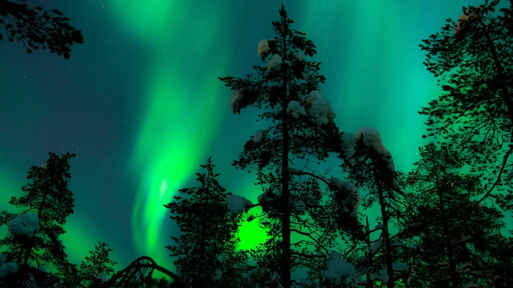 Bright Aurora Northern lights against snow trees