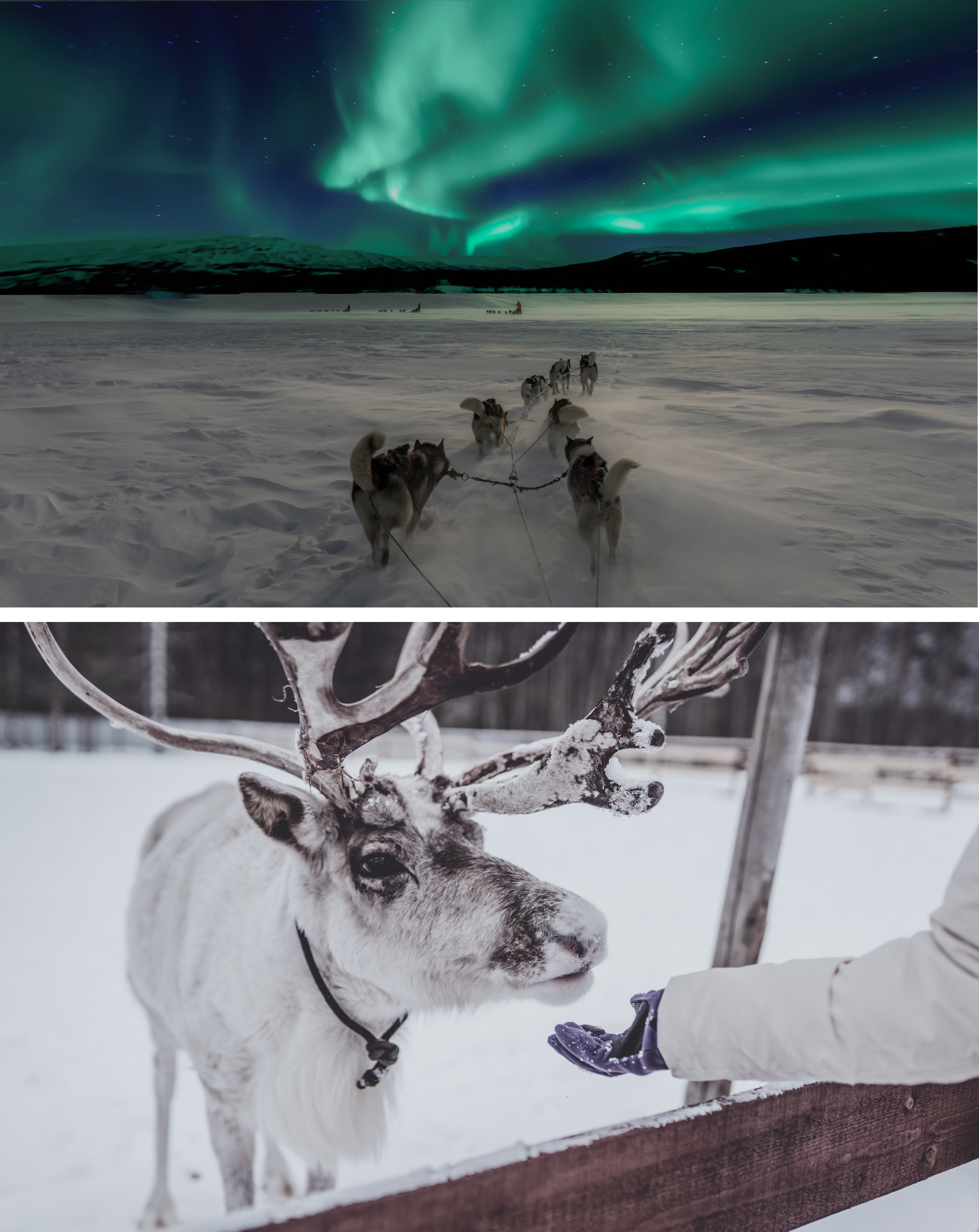 top image of a dog sled team with the northern lights in the sky, bottom image a hand feending a white reindeer
