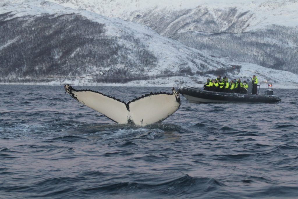 a huge whale tail dives down next to a small boat in winter in Norway