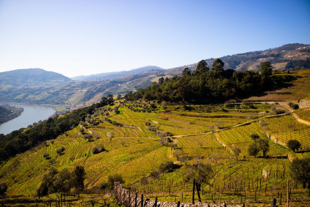a golden vally of vineyards and trees with a winding river off to the side in Portugal