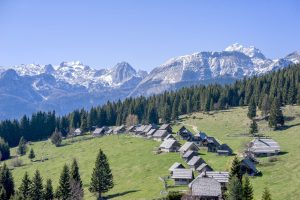 traditional small wooden houses sit in a meadow surrounded by pines with snow capped alps in the background in Slovenia
