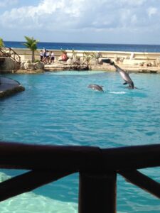 dolphins leaping out of the water in a pool