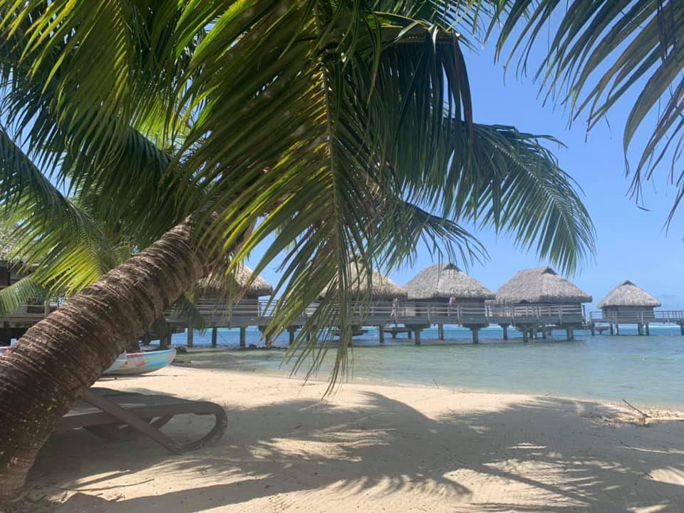 Palms, beach, and over water bungalows honeymoon paradise in Moorea