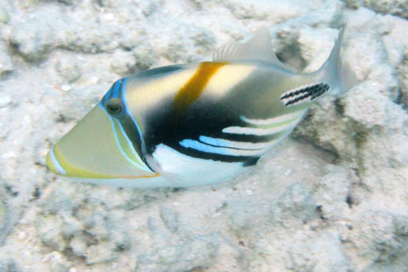 A beautifully colored fish underwater in Moorea Tahiti
