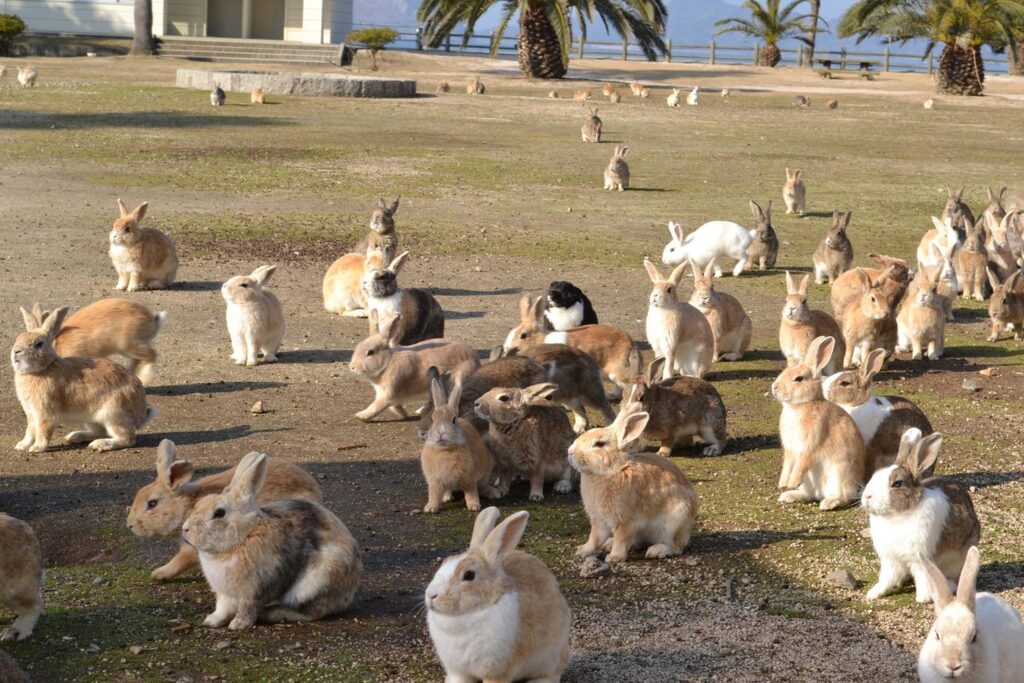 a huge group of rabbits roaming free on Okunoshima island in Setouchi Japan