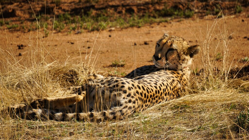 a cheetah lying in the sun in some tall grasses