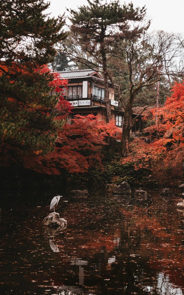 a crane sits on a rock in the middle of a pond surrounded by beautiful fall leaves and classic Japanese Architecture