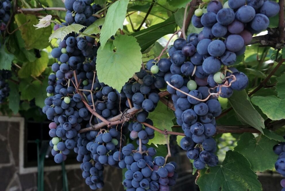 deep purple grapes on a vine in northern Italy almost ready for Fall harvest