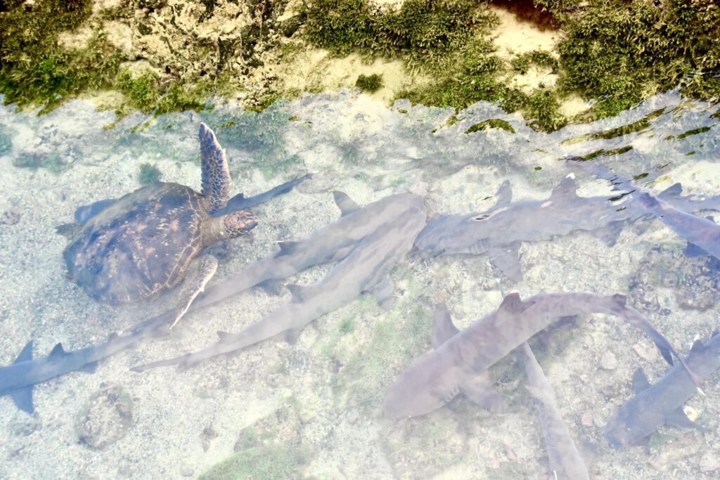 reef sharks and a sea turtle swim together in the Galapagos
