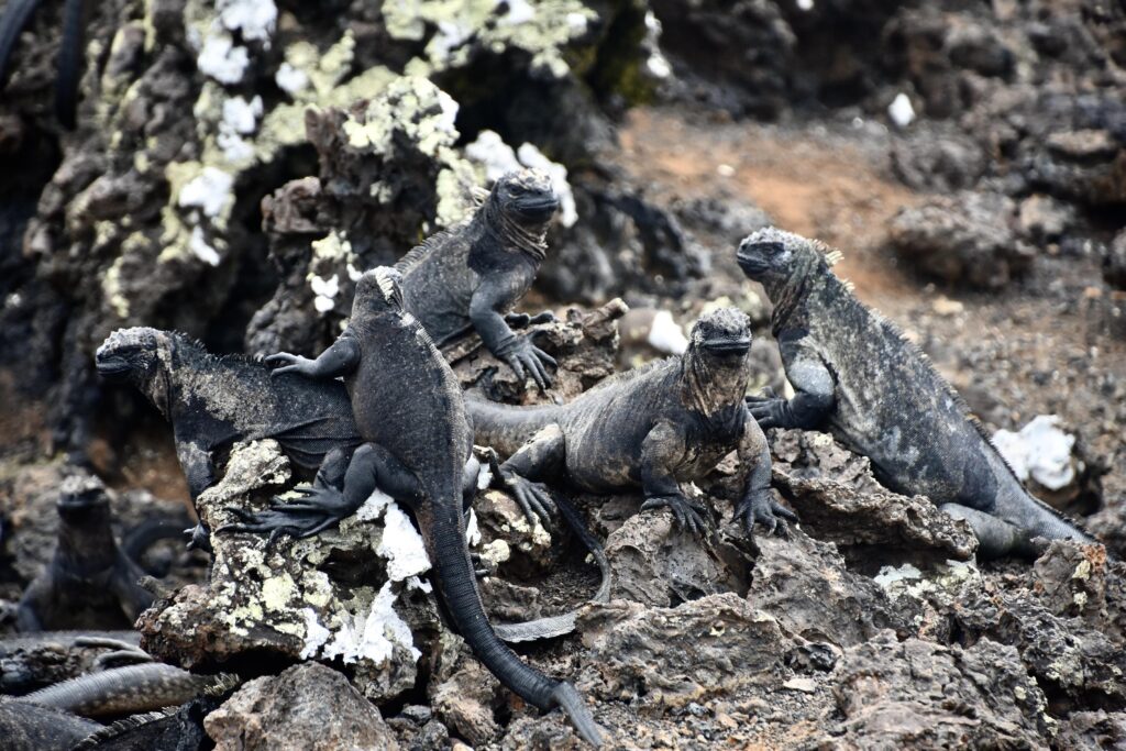 Marine iguanas on a rock in the Galapagos