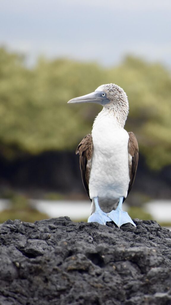 a blue-footed boobie on a rock in the Galapagos