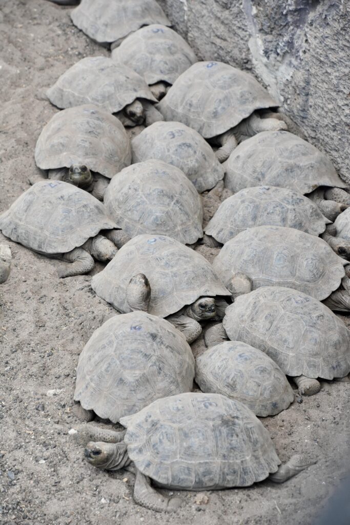 baby giant galapagos tortoises