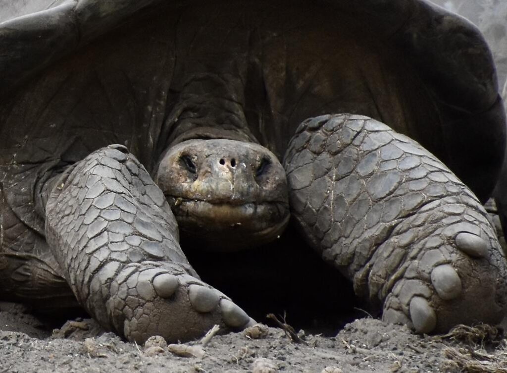close up of the face of a Giant Galapagos Tortoise