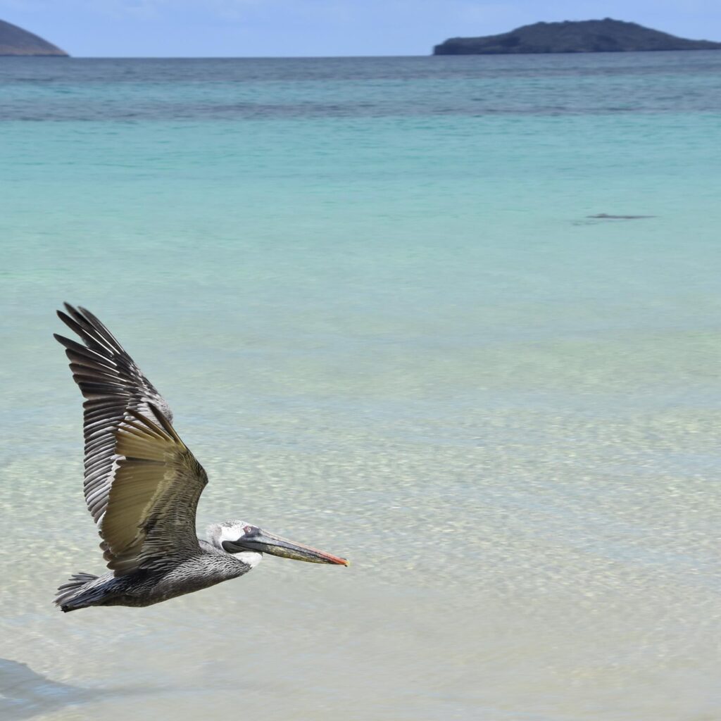 a pelican in flight against a light blue sea in the Galapagos