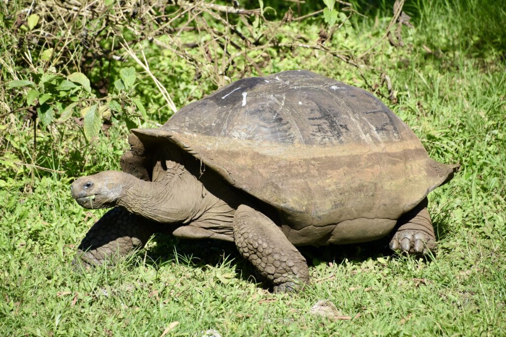 a giant Galapagos Tortoise walking amidst bright green grass