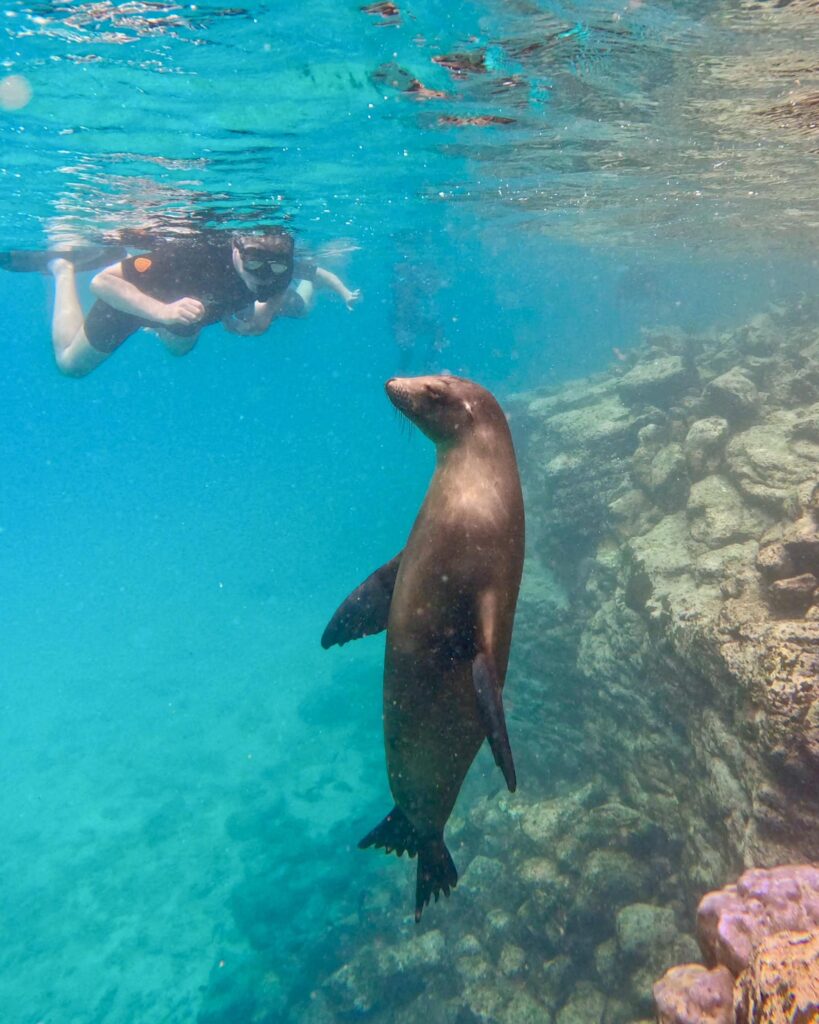 a snokeler and a seal look at each other underwater in the Galapagos