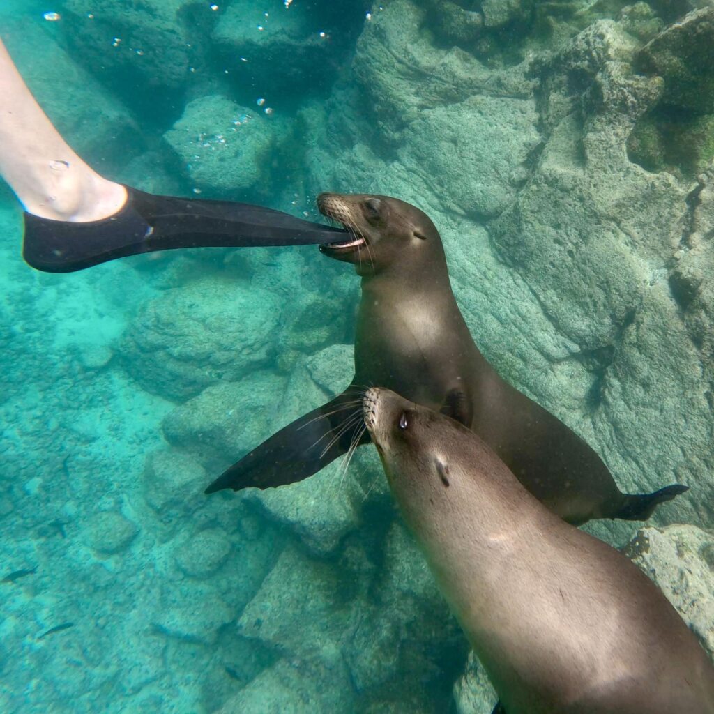 Sea lions playfully bit a snorkeler's fin in the Galapagos