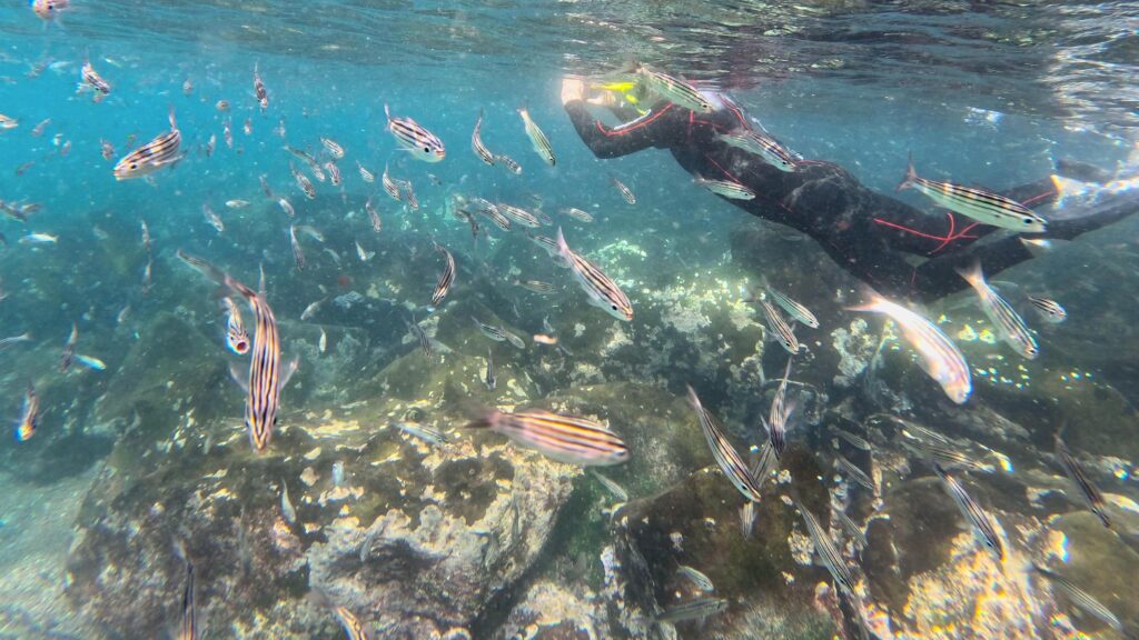 a snorkeler swimming among the fish 