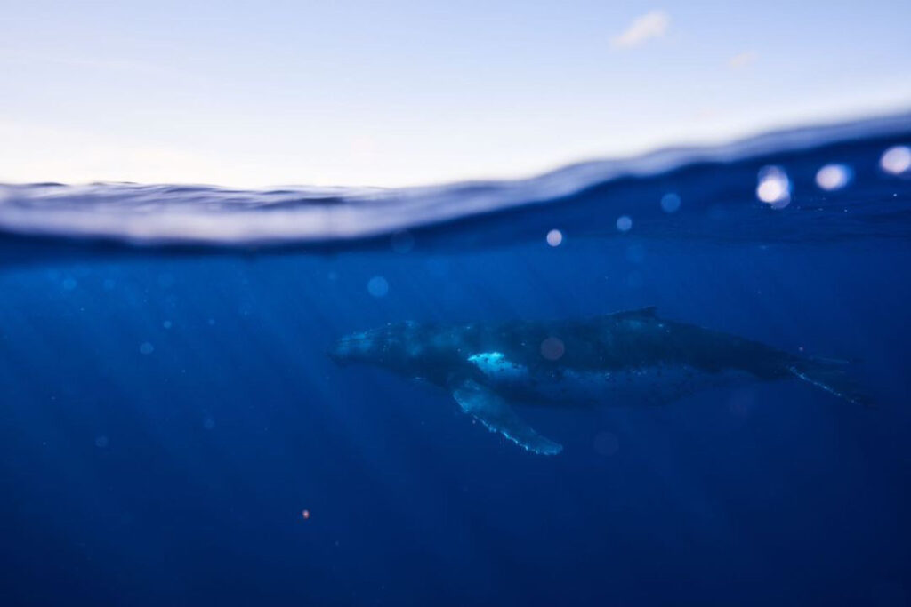 Tahiti- a humpback whale underneath the waves in Tahiti