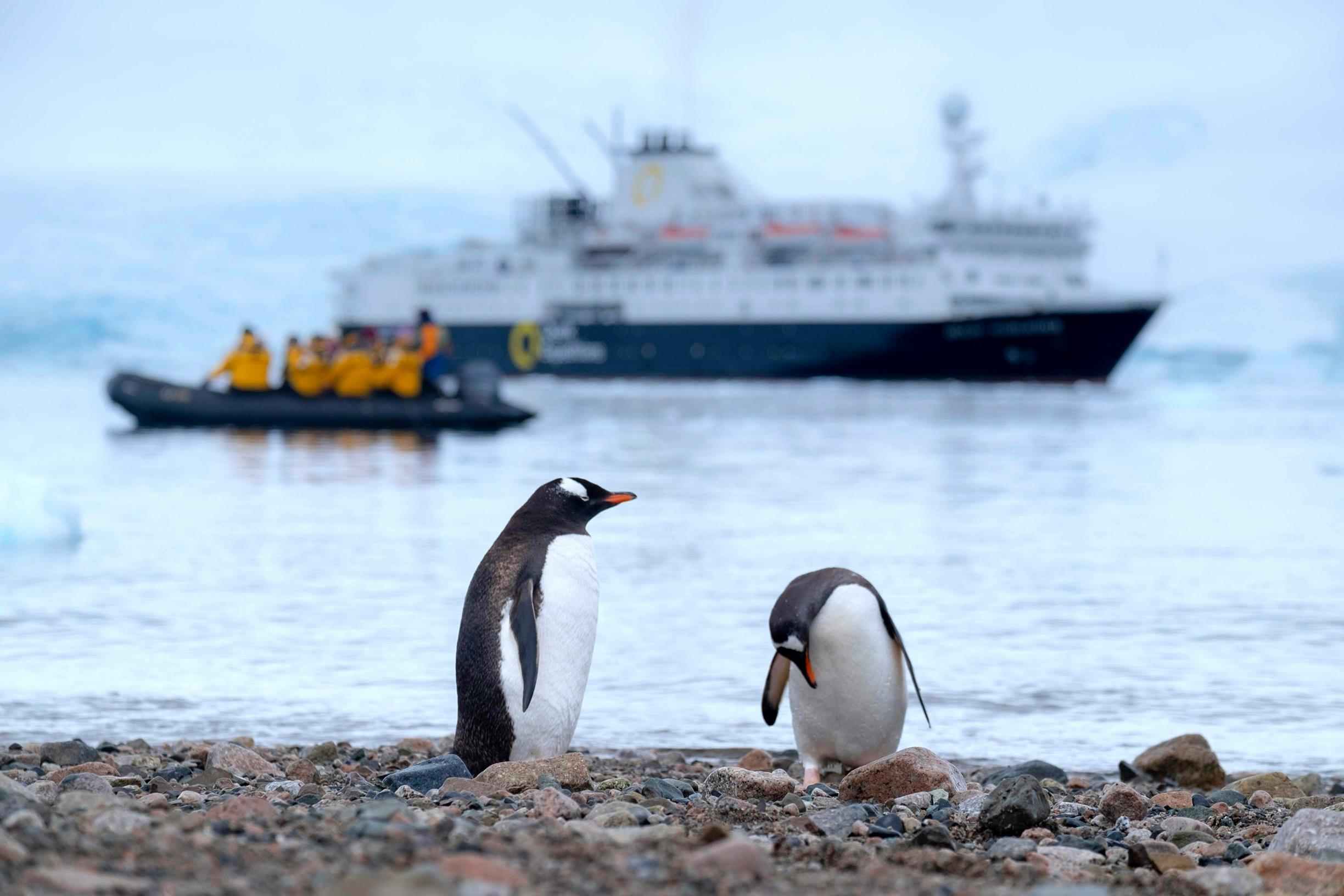 penguins, a zodiac and a cruise ship in Antarctic